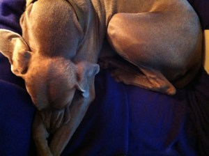 "Zzzzzzzzzzzzzzzzzzz"