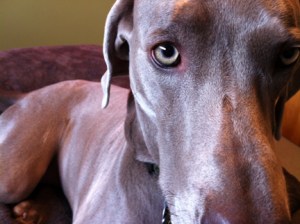 "LOOK into my eyes."