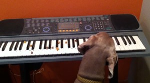 Olive's Bohemian Rhapsody