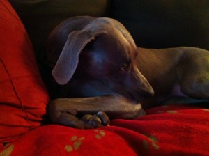 (Dreaming of Fat Birds)