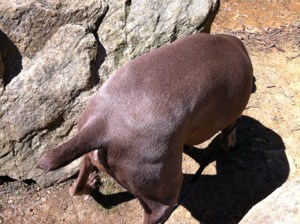 "Abracadabra make my head disappear!"