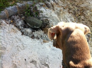 'WHAT. THE. HELL. IS. THIS?"